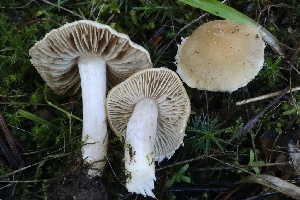  (Inocybe chondroderma - FDS-CA-00751)  @11 [ ] by-nc (2024) Taye Bright Fungal Diversity Survey