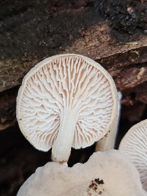  (Neolentinus kauffmanii - FDS-CA-02108)  @11 [ ] by (2024) Mandy Hackney Fungal Diversity Survey