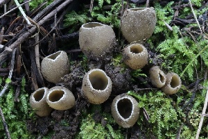  (Tarzetta sp. CA03 - FDS-CA-00766)  @11 [ ] by-nc (2024) Taye Bright Fungal Diversity Survey