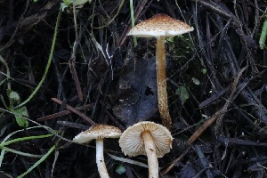  ( - FDS-CA-00759)  @11 [ ] by-nc (2024) Taye Bright Fungal Diversity Survey