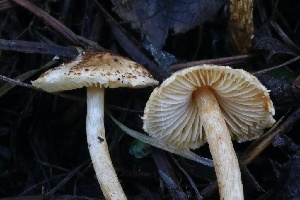  ( - FDS-CA-00759)  @11 [ ] by-nc (2024) Taye Bright Fungal Diversity Survey