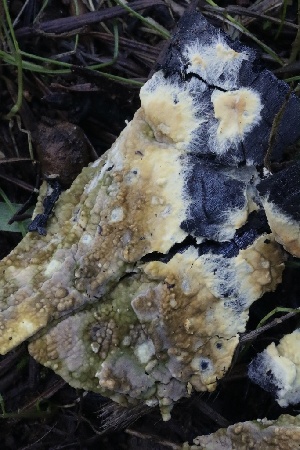 ( - FDS-CA-00754)  @11 [ ] by-nc (2024) Taye Bright Fungal Diversity Survey