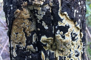  ( - FDS-CA-00754)  @11 [ ] by-nc (2024) Taye Bright Fungal Diversity Survey
