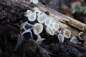  ( - FDS-CA-00767)  @11 [ ] by-nc (2024) Taye Bright Fungal Diversity Survey