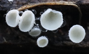  ( - FDS-CA-00767)  @11 [ ] by-nc (2024) Taye Bright Fungal Diversity Survey
