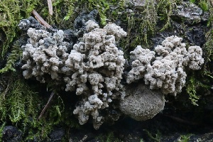  ( - FDS-CA-00761)  @11 [ ] by-nc (2024) Taye Bright Fungal Diversity Survey