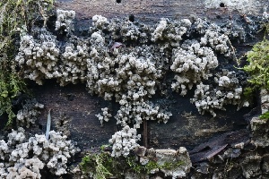  ( - FDS-CA-00761)  @11 [ ] by-nc (2024) Taye Bright Fungal Diversity Survey