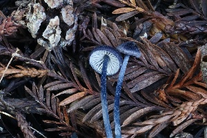  ( - FDS-CA-00768)  @11 [ ] by-nc (2024) Taye Bright Fungal Diversity Survey