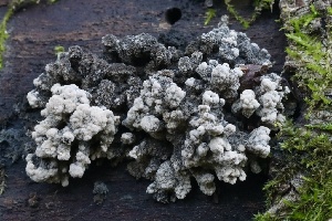  ( - FDS-CA-00761)  @11 [ ] by-nc (2024) Taye Bright Fungal Diversity Survey