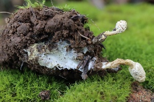  (Cordyceps sp. californica - FDS-CA-00799)  @11 [ ] by-nc (2024) Taye Bright Fungal Diversity Survey