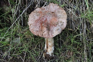  ( - FDS-CA-00753)  @11 [ ] by-nc (2024) Taye Bright Fungal Diversity Survey