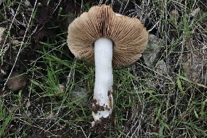  ( - FDS-CA-00753)  @11 [ ] by-nc (2024) Taye Bright Fungal Diversity Survey