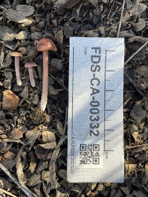  ( - FDS-CA-00332)  @11 [ ] by-nc (2024) Christian Schwarz Fungal Diversity Survey