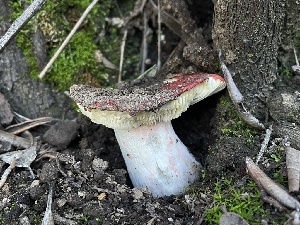  ( - FDS-CA-00340)  @11 [ ] by-nc (2024) Christian Schwarz Fungal Diversity Survey