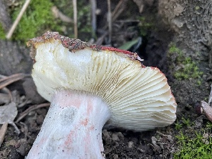  ( - FDS-CA-00340)  @11 [ ] by-nc (2024) Christian Schwarz Fungal Diversity Survey