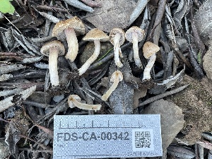  ( - FDS-CA-00342)  @11 [ ] by-nc (2024) Christian Schwarz Fungal Diversity Survey