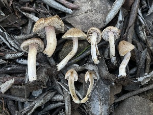  ( - FDS-CA-00342)  @11 [ ] by-nc (2024) Christian Schwarz Fungal Diversity Survey