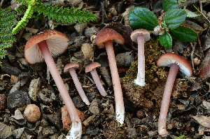  ( - FDS-CA-00332)  @11 [ ] by-nc (2024) Christian Schwarz Fungal Diversity Survey