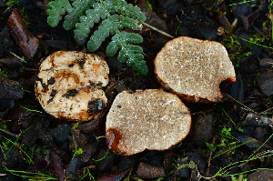  (Alpova sp. CA01 - FDS-CA-00317)  @11 [ ] by-nc (2024) Christian Schwarz Fungal Diversity Survey