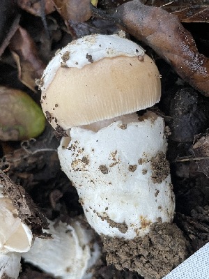  ( - FDS-CA-00597)  @11 [ ] by-nc (2024) Damon Tighe Fungal Diversity Survey