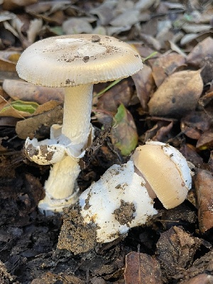  ( - FDS-CA-00597)  @11 [ ] by-nc (2024) Damon Tighe Fungal Diversity Survey