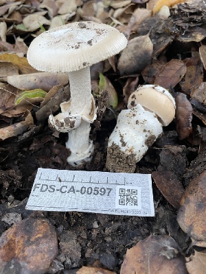  ( - FDS-CA-00597)  @11 [ ] by-nc (2024) Damon Tighe Fungal Diversity Survey