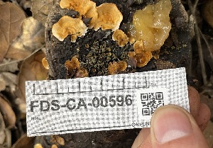  ( - FDS-CA-00596)  @11 [ ] by-nc (2024) Damon Tighe Fungal Diversity Survey