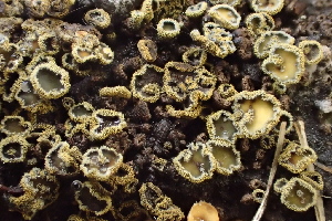  ( - FDS-CA-00596)  @11 [ ] by-nc (2024) Damon Tighe Fungal Diversity Survey