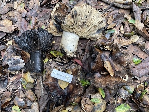  ( - FDS-CA-00592)  @11 [ ] by-nc (2024) Damon Tighe Fungal Diversity Survey