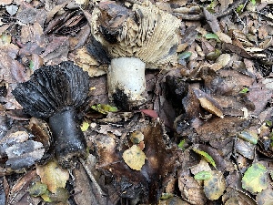  (Russula densifolia f. dilatoria - FDS-CA-00592)  @11 [ ] by-nc (2024) Damon Tighe Fungal Diversity Survey
