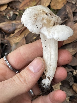  ( - FDS-CA-00591)  @11 [ ] by-nc (2024) Damon Tighe Fungal Diversity Survey
