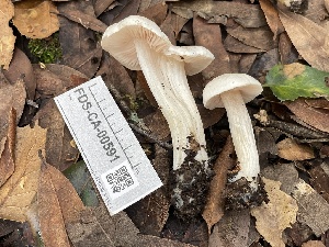  (Entoloma subochraceum - FDS-CA-00591)  @11 [ ] by-nc (2024) Damon Tighe Fungal Diversity Survey