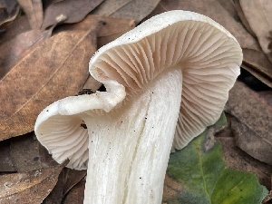  ( - FDS-CA-00591)  @11 [ ] by-nc (2024) Damon Tighe Fungal Diversity Survey