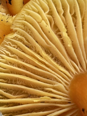  ( - FDS-CA-00589)  @11 [ ] by-nc (2024) Damon Tighe Fungal Diversity Survey