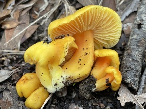  ( - FDS-CA-00589)  @11 [ ] by-nc (2024) Damon Tighe Fungal Diversity Survey