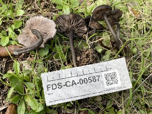  (Entoloma sp. CA66 - FDS-CA-00587)  @11 [ ] by-nc (2024) Damon Tighe Fungal Diversity Survey