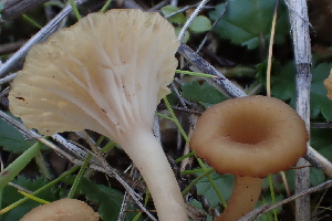  ( - FDS-CA-00586)  @11 [ ] by-nc (2024) Damon Tighe Fungal Diversity Survey