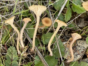  ( - FDS-CA-00586)  @11 [ ] by-nc (2024) Damon Tighe Fungal Diversity Survey