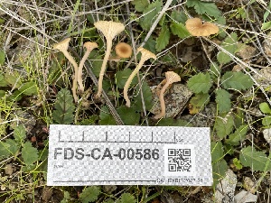  ( - FDS-CA-00586)  @11 [ ] by-nc (2024) Damon Tighe Fungal Diversity Survey