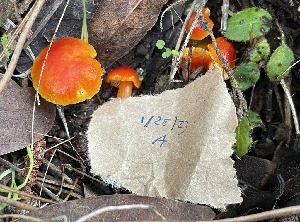  ( - FDS-CA-05327)  @11 [ ] by-nc (2024) Damon Tighe Fungal Diversity Survey