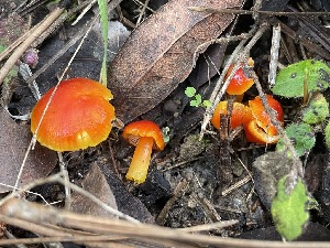  ( - FDS-CA-05327)  @11 [ ] by-nc (2024) Damon Tighe Fungal Diversity Survey