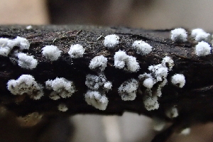  ( - FDS-CA-00598)  @11 [ ] by-nc (2024) Damon Tighe Fungal Diversity Survey