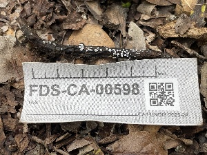  ( - FDS-CA-00598)  @11 [ ] by-nc (2024) Damon Tighe Fungal Diversity Survey