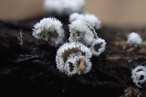 ( - FDS-CA-00598)  @11 [ ] by-nc (2024) Damon Tighe Fungal Diversity Survey