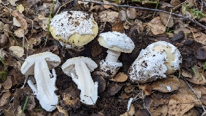  ( - FDS-CA-01734)  @11 [ ] c (2024) Michelle C. Torres-Grant Fungal Diversity Survey