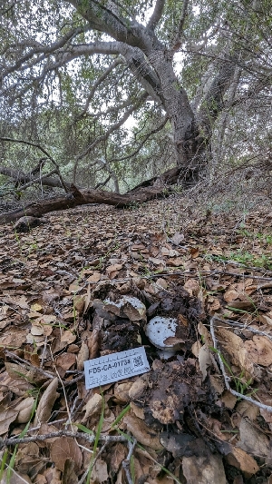  ( - FDS-CA-01734)  @11 [ ] c (2024) Michelle C. Torres-Grant Fungal Diversity Survey