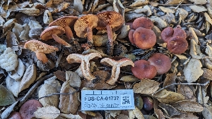  ( - FDS-CA-01737)  @11 [ ] c (2024) Michelle C. Torres-Grant Fungal Diversity Survey
