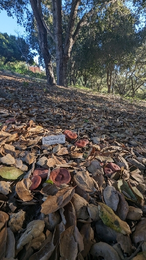  ( - FDS-CA-01737)  @11 [ ] c (2024) Michelle C. Torres-Grant Fungal Diversity Survey