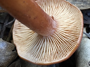  ( - FDS-CA-02000)  @11 [ ] by-nc (2024) Aaron Tupac Fungal Diversity Survey