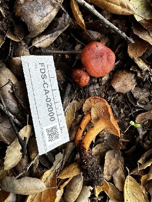  ( - FDS-CA-02000)  @11 [ ] by-nc (2024) Aaron Tupac Fungal Diversity Survey
